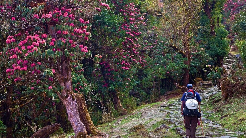 Arunachal Bailey Trail Trek Courtsey Holiday Moods 1 inFoodTRAVEL