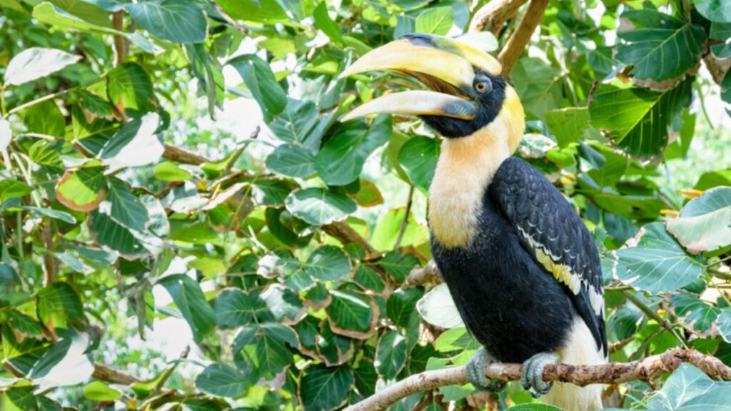 Arunachal Hornbill inFoodTRAVEL