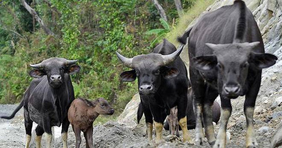 Arunachal Mithun inFoodTRAVEL