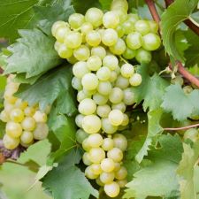 Chardonnay Grapes for Champagne